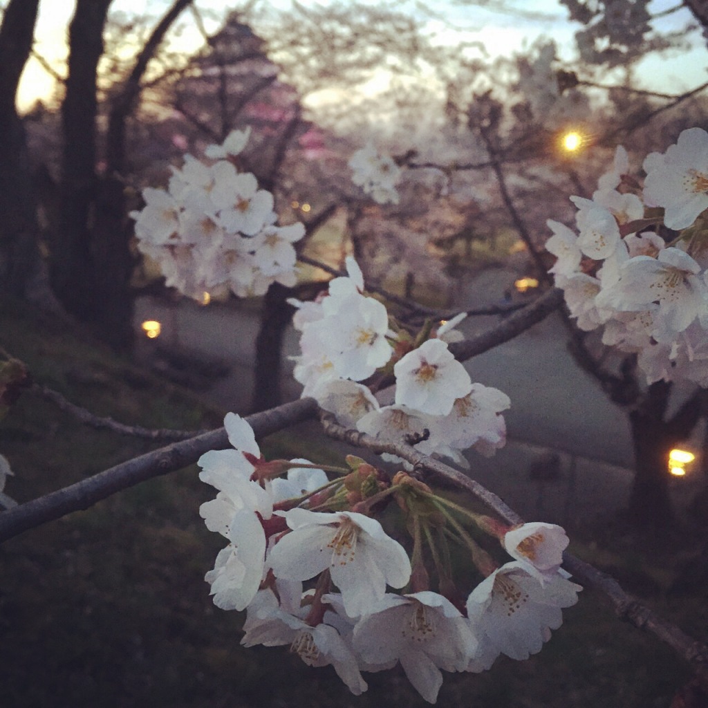 Cherry Blossoms [Sakura] photographed by Mokomo near where she lives in Western Fukushima Prefecture, Japan.  'I think the sakura in my home town is the best after all' says Mokomo.